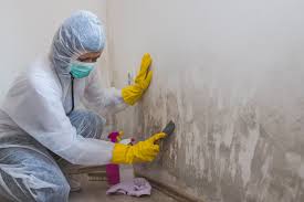 Mold Odor Removal Services in Walnutport, PA